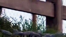 Shocking High-Speed Aerial Battle: Two Peregrine Falcons Fight Fiercely To Steal Prey Mid-Air