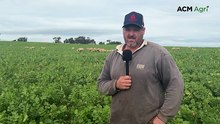 How mixed farming keeps Grenfell’s Cumnock Farm resilient