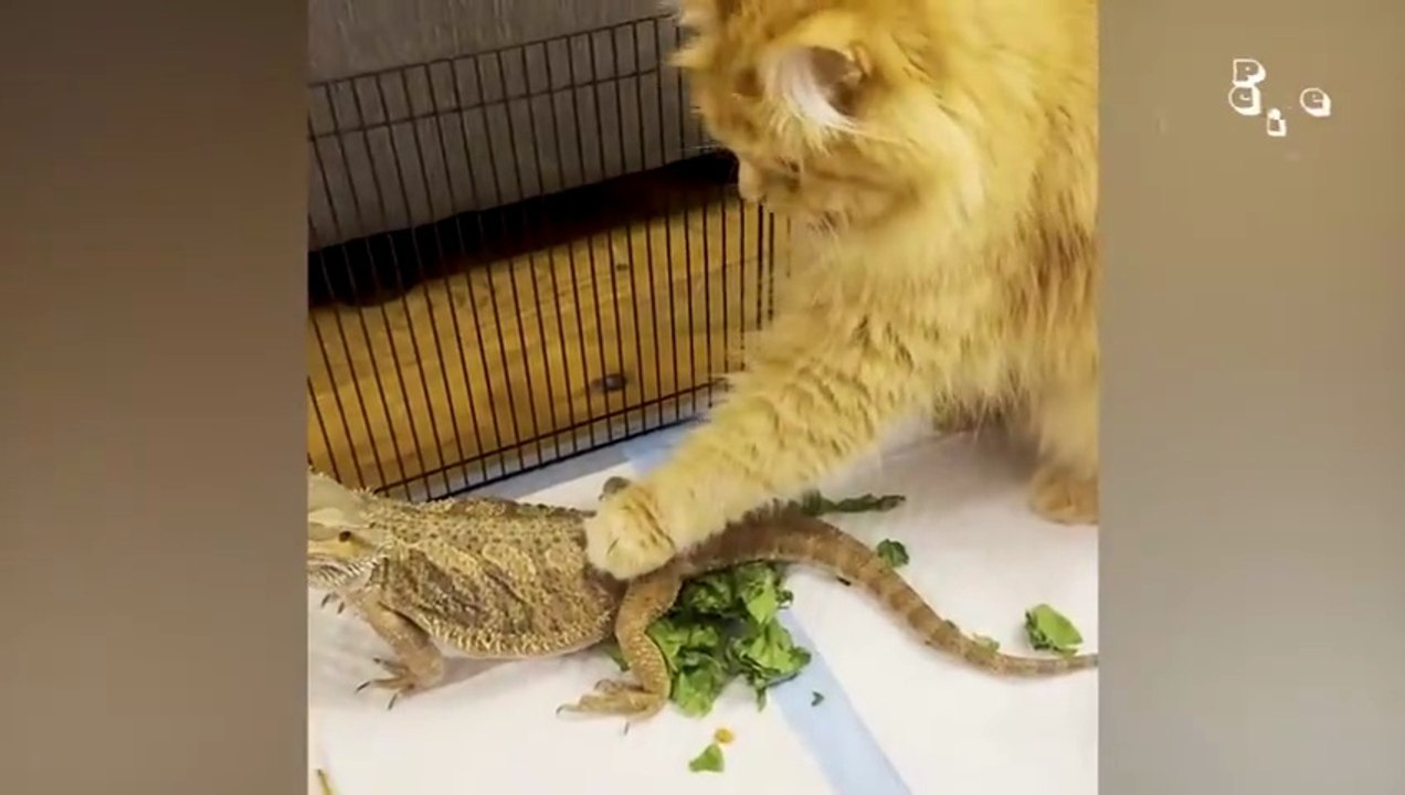 Funny Animal Videos 2026 Funniest Dogs and Cats Videos  Animal Comedy Kingdom‫‬