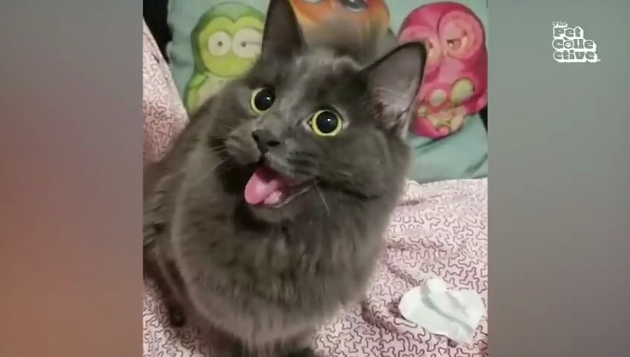 Funny Animal Videos 2026 Funniest Dogs and Cats Videos  Animal Comedy Kingdom‫‬