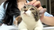 #funny_pets_animals_funny
