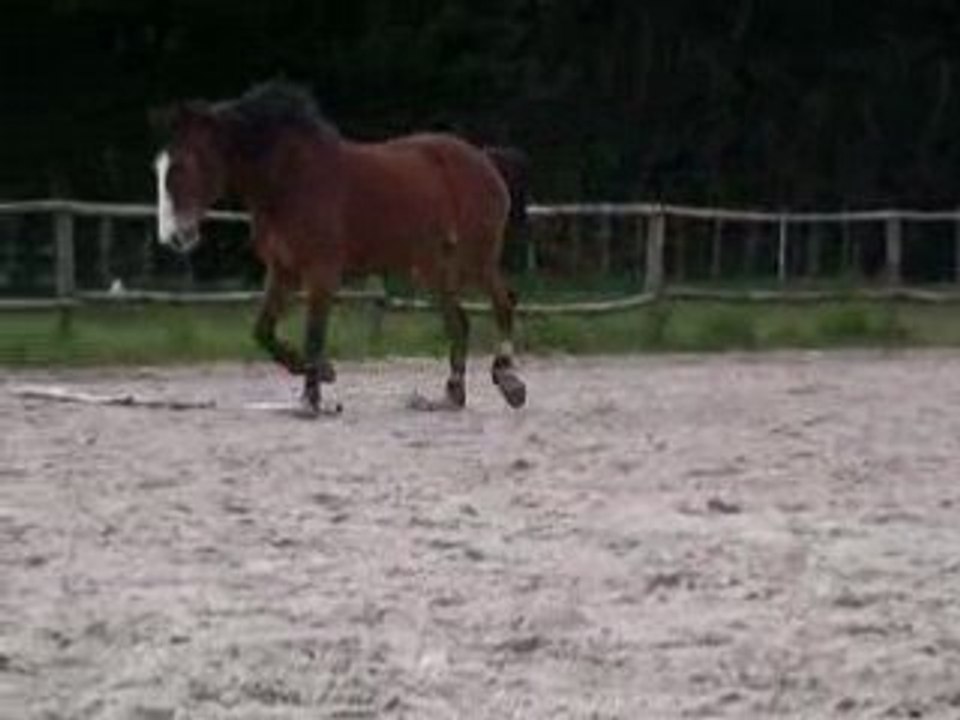 Farceur equicelte