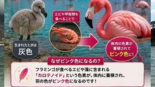 【生き物の不思議】フラミンゴがピンク色なのはなぜ？驚きの理由