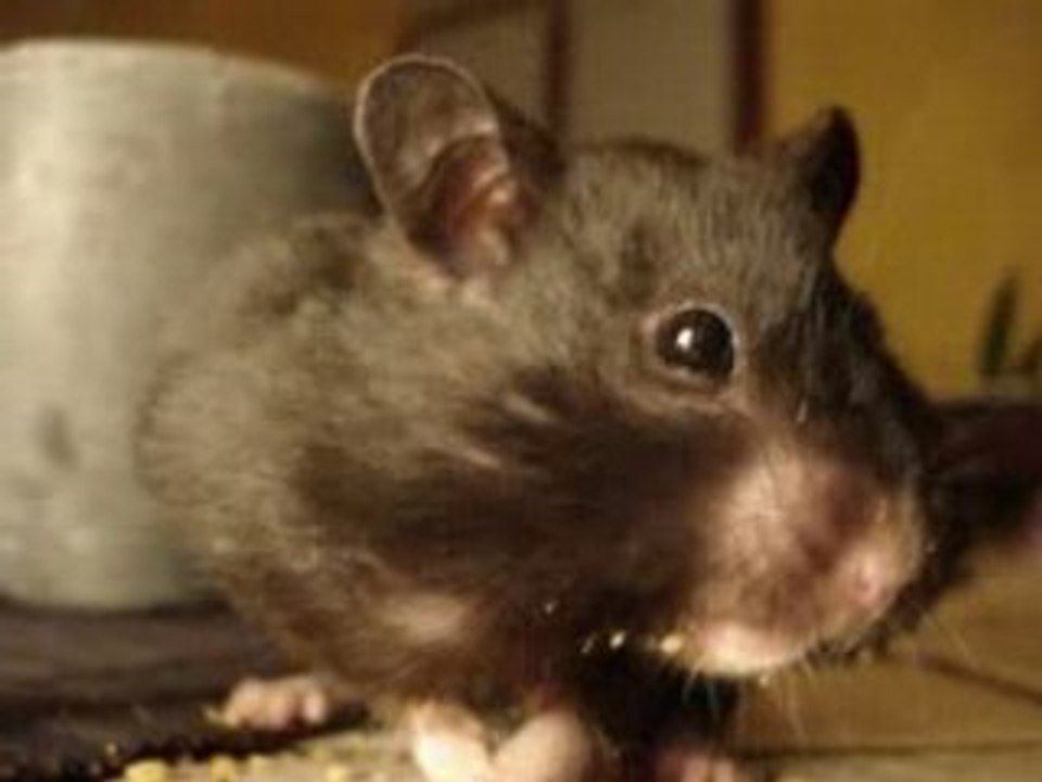 Hamster qui mange