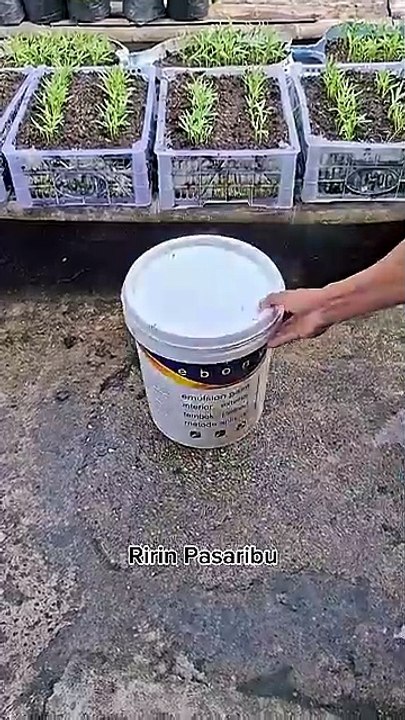Memanfaatkan ember cat bekas menjadi tempat kompost cair (air lindi) #ideberkebun #gardening