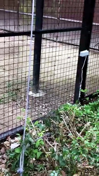 A Japanese Crane Feeds the Baby Bird