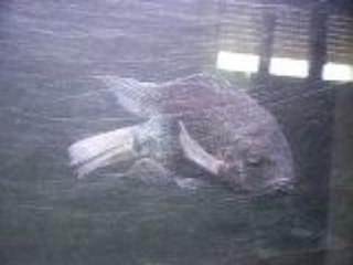 Cichlidé americain dans mon 400L