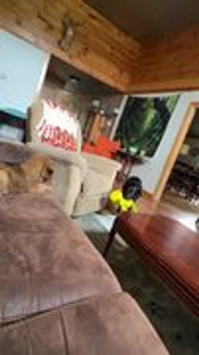 Dog Shares Toy With Puppies