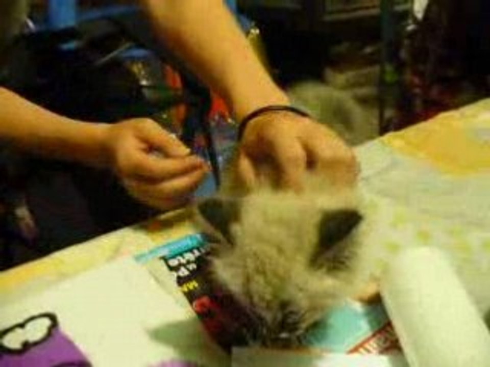 Petite balinaise des champs