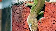 Animals That EVOLVED Because of Humans! 🧬🦎 These Creatures Changed Before Our Eyes!