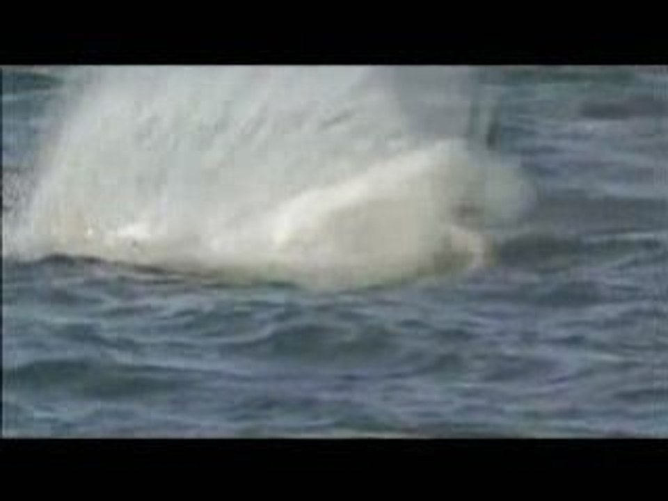 Orque et Lion des mers