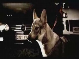 Teaser Nessbeal_ LE LOUP DANS LA BERGERIE