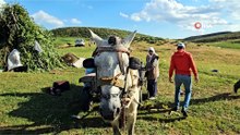 Muş'ta yayla mesaisi başladı: Lezzetli sütün sırrı dağlarda saklı