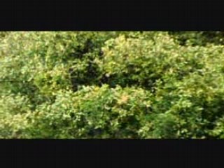 Nurullah Genç - Yagmur