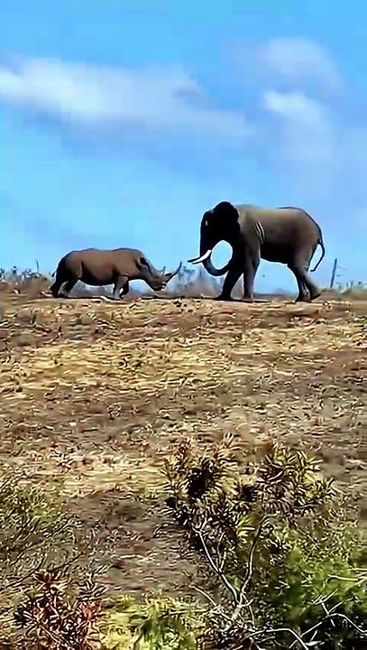 Elephants Fight Brutal