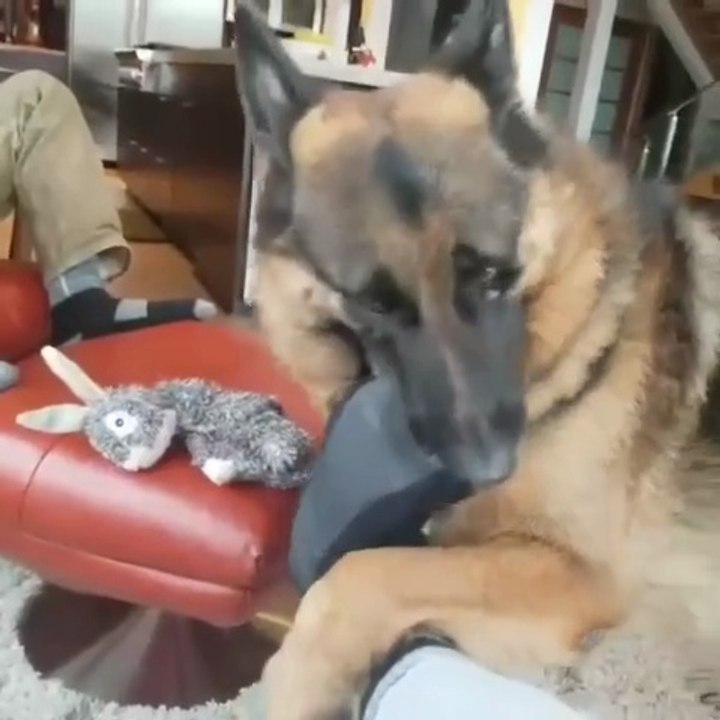 Funny German Shepherd lovers🤣🤣🤣🤣🤣🤣🤣🤣🤣🤣🤣🤣🤣funny dog folow me please watching my videos on daily motion channels