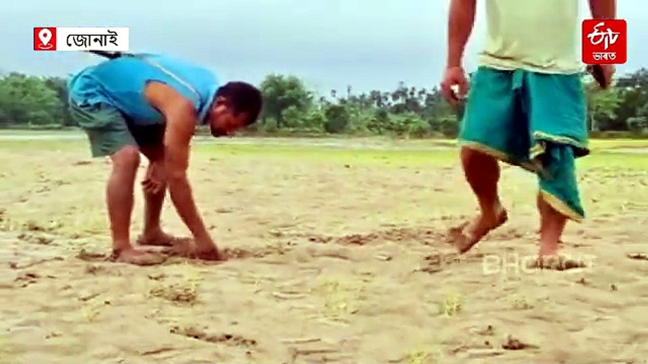 বালিয়ে পুতিলে সেউজীয়া ধাননি, পথাৰলৈ চাই হাহাকাৰ কৃষকৰ