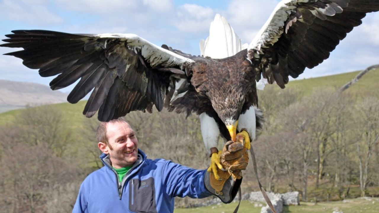 The 10 largest flying birds by wingspan