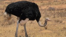 The 12 Largest Birds on Earth: How Many Roam U.S. Lands