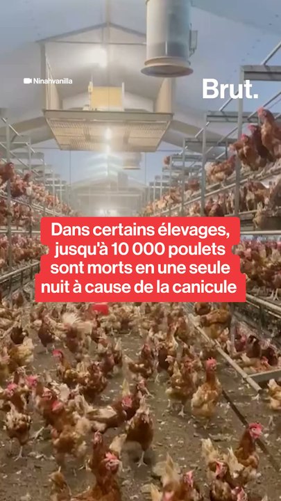 Dans certains élevages, jusqu'à 10 000 poulets sont morts en une seule nuit à cause de la canicule