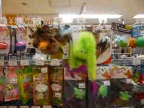 Animalerie 1/2 - Bienvenue au pays des chats esclaves