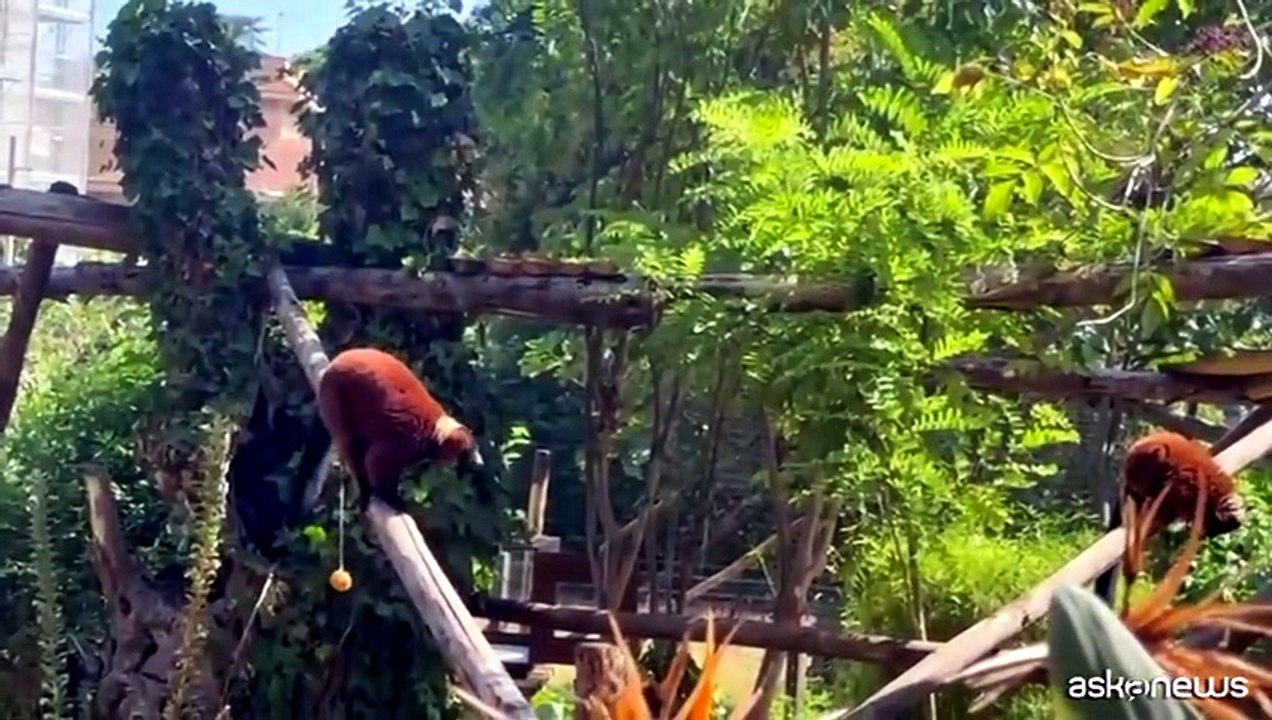 Docce e gelatoni, al Bioparco di Roma gli animali combattono il caldo