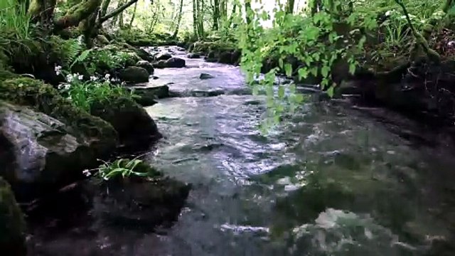 Nature Sounds of a Forest River for Relaxing-Natural meditation music of a Waterfall & Bird Sounds #forestsounds #relaxingsounds #naturesounds