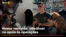 Vídeo mostra treinamento dos novos filhotes do Batalhão de Ações com Cães da PM no Rio