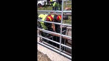 Rescate de un toro en un canal de un pueblo de Zamora.