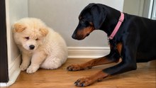 This Adorable Rescue Puppy Lost Everything, Our Doberman Stepped Up