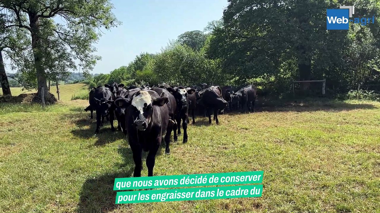 Croisement Angus sur vaches laitière pour produire des boeufs finis à l'herbe