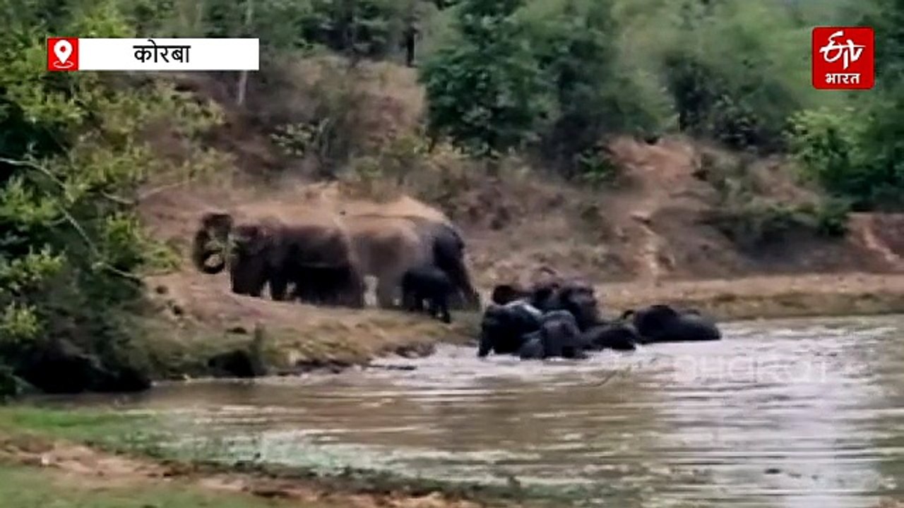 जल में अठखेलियां करते दिखा गजराज दल, सूंड से धूल उड़ाकर पानी में खेलते कैमरे में कैद