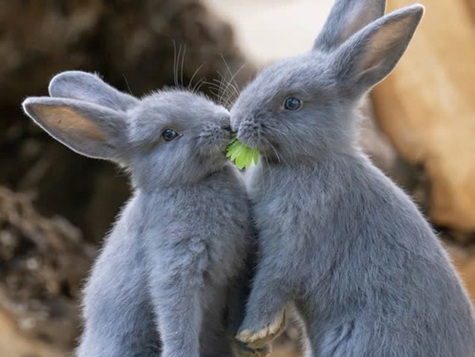 Niedlich! Sechs blaue Kaninchen im Wiener Zoo geboren
