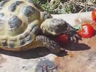 tortue steppes horsfieldi terrestres
