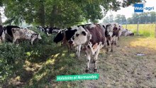 Expérimentation sur la longévité des vaches laitières