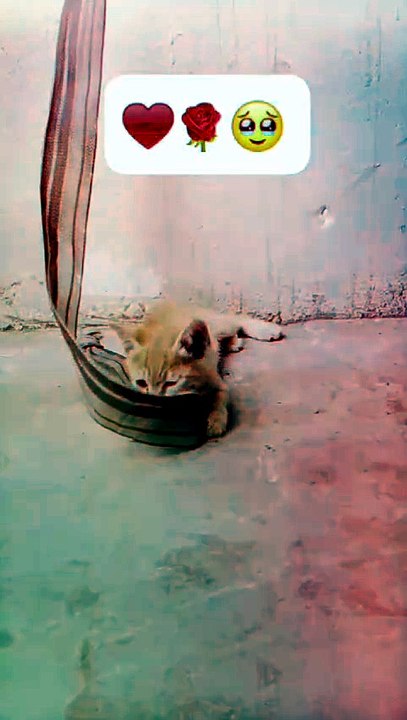 A Tiny Soul, A Heart Full of Love 🥹🐾❤️