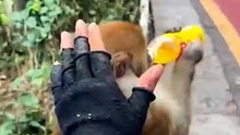 Monkey's Sweetest Reactions to Treats 🐵❤️ | Funny & Heartwarming Monkey Moments