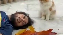 Twist to hai😀😀😀 #catshorts #catvideo #cat #sajidcat #comedy #pets #catvideos