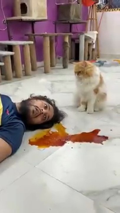 Twist to hai😀😀😀 #catshorts #catvideo #cat #sajidcat #comedy #pets #catvideos