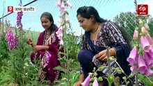 जम्मू-कश्मीर के डोडा में खिले फॉक्सग्लोव के रंग-बिरंगे फूल, ‘लाल ड्रामन’ बना प्रकृति प्रेमियों की नई पसंद
