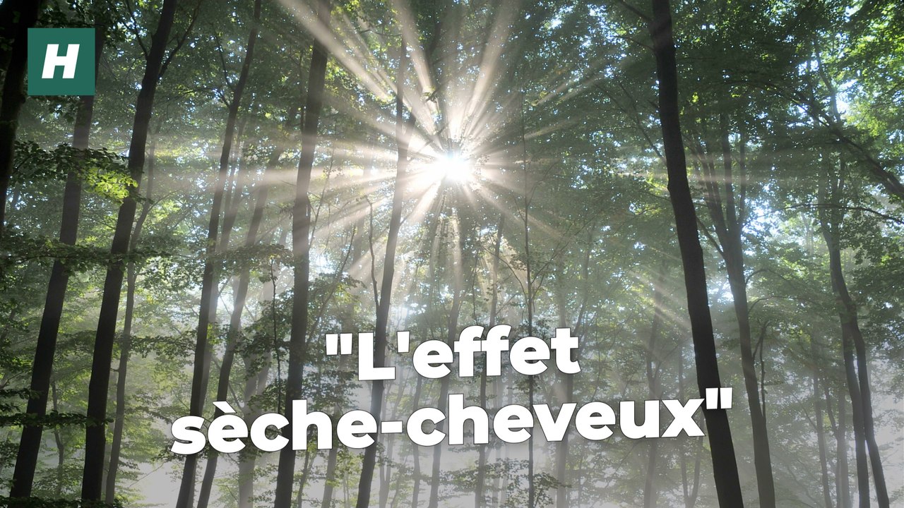 Canicule : qu’est-ce que « l’effet sèche-cheveux » qui met en danger les plantes et les arbres ?