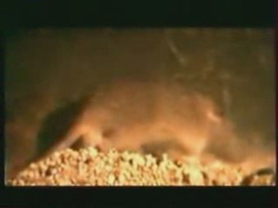 Les OGM sont mutagènes