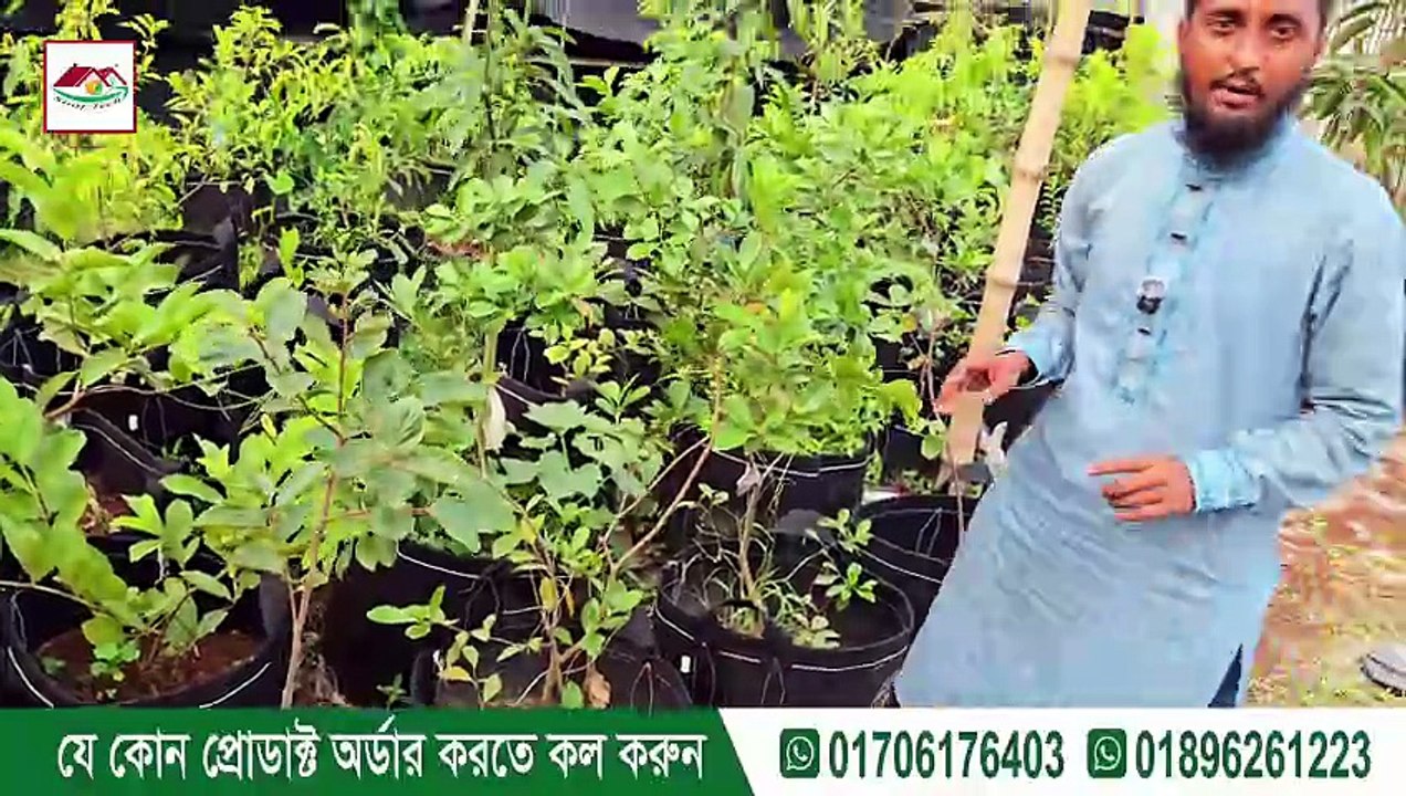 বিশ্বাস হচ্ছে না? ১৫ গ্যালন ব্যাগে ফল গাছ এতটা বড় হতে পারে — নিজের চোখে দেখুন