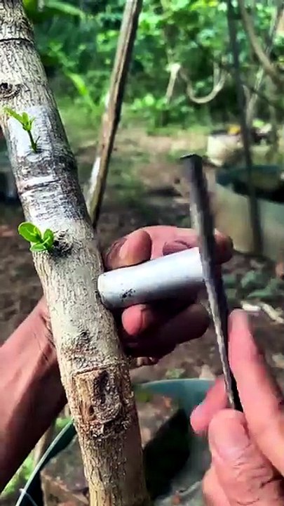 Beautiful grafting technique 🤩 #bonsai #grafting #gardening #satisfying_2