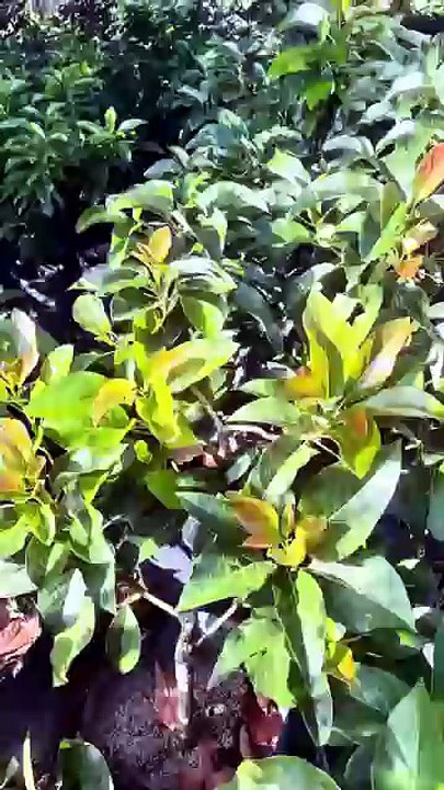 Grafting 040 #farming #garden