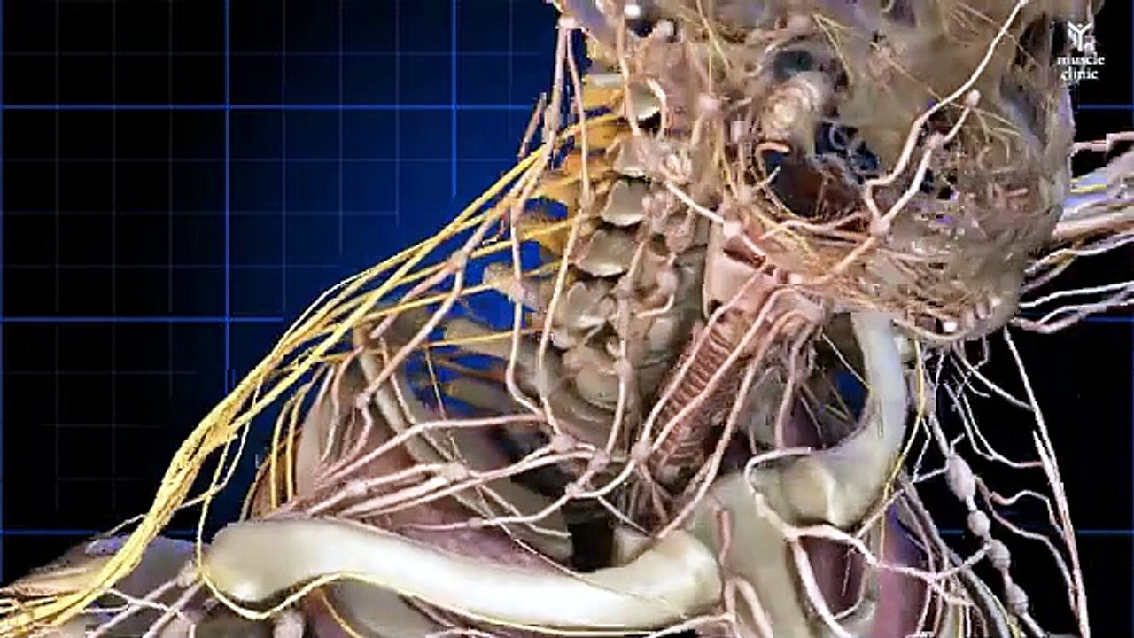 دكتور حازم طارق يوضح كيف تشخص نفسك بالانزلاق الغضروفي القطني _ و التمرين السحرى لعلاج الم الديسك💯