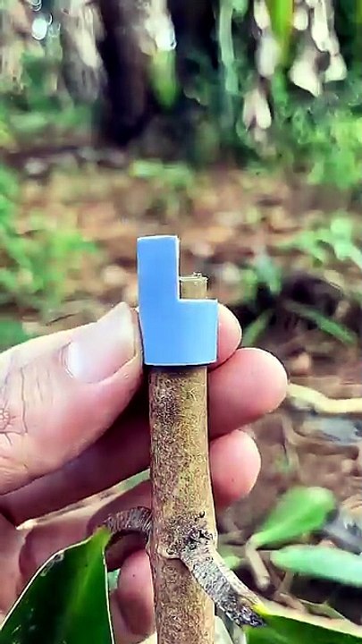 plant cultivation grafting techniques #asmr #airlayering #diy #bonsai #pottedplants