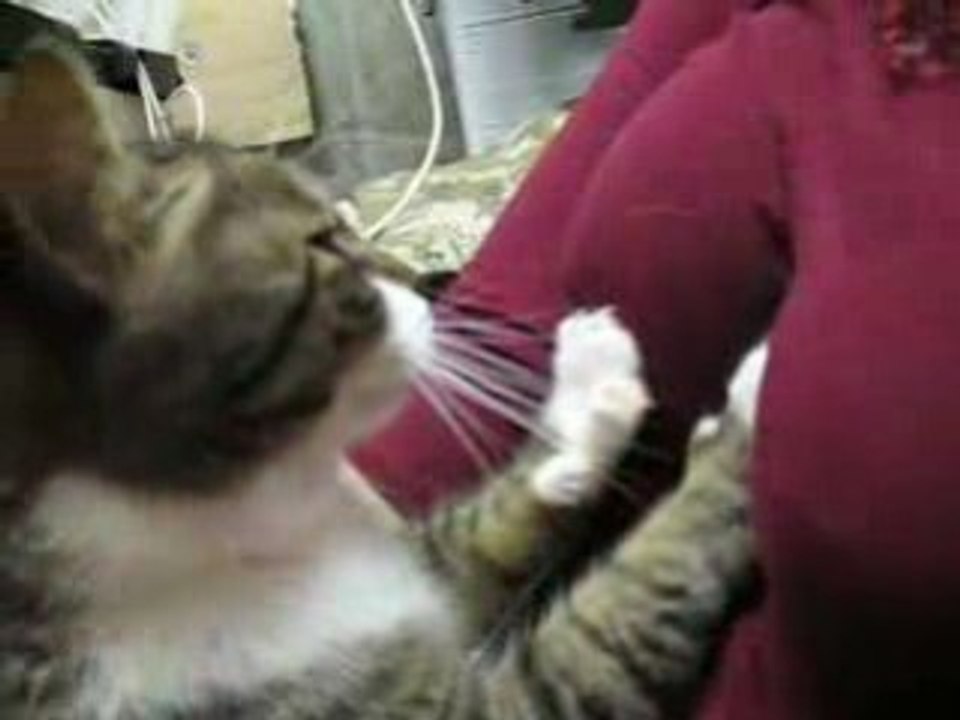 Le plus heureux des chats