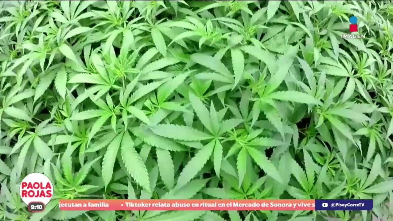 Uruguay hizo historia con la legalización del cannabis | De Pisa y Corre con Paola Rojas