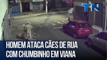 Homem ataca cães de rua com chumbinho em Viana